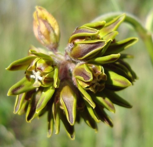 Periglossum angustifolium flowers